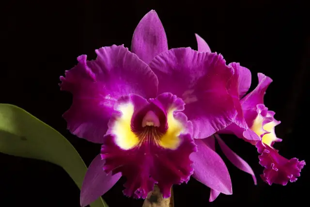 fotos-de-orquideas-10.jpg