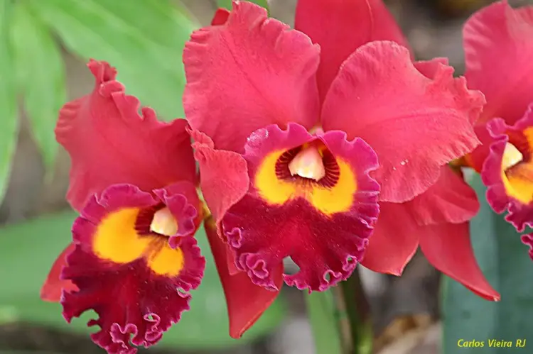 fotos-de-orquideas-12.jpg