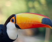 foto-de-tucano-1.jpg