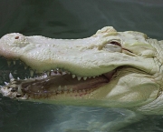 Fotos do Crocodilo Albino (2)