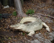 Fotos do Crocodilo Albino (6)