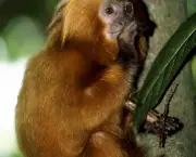 mico-leao-dourado-1