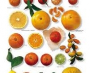 frutas-citricas-2