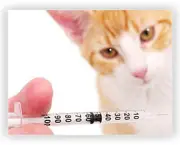 Vacinacao-em-Gatos.jpg