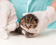 gato-tomando-vacina-620x433.jpg