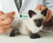 vacina-gato.jpg