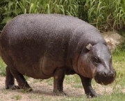 Hipopótamo 2