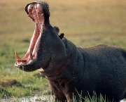 Hipopótamo 4