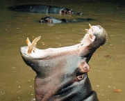 Hipopótamo 5