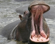 Hipopótamo 6