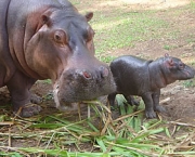 Hipopótamo 8
