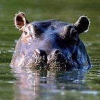 Hipopótamo 9