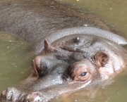 Hipopótamo 11