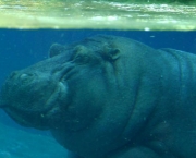 Hipopótamo 13