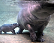 Hipopótamo 14