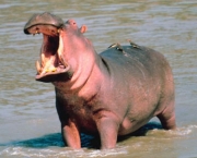 Hipopótamo 15