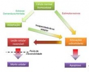 homeostase-biologica-5