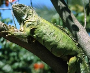 iguana-1