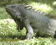 iguana-4