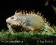 iguana-5