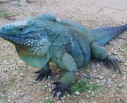 iguana-8