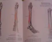 livro-anatomia-13
