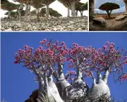 Ilha Socotra