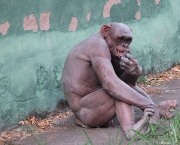 macaco-careca-10.jpg