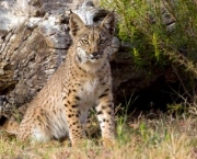 SPAIN-ENVIRONMENT-BIODIVERSITY-SPECIES-IUCN-LYNX