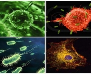 Mitos e Verdades Sobre Germes (10)