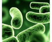 Mitos e Verdades Sobre Germes (12)