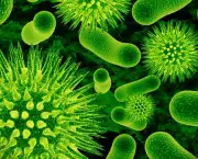 Mitos e Verdades Sobre Germes (15)