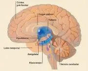 neurotransmissores-importantes-6