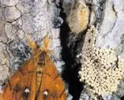 o-ovo-da-mariposa-1