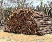 o-que-o-governo-faz-para-combater-o-desmatamento-da-caatinga-3