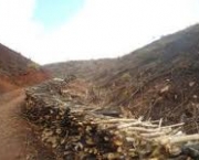 o-que-o-governo-faz-para-combater-o-desmatamento-da-caatinga-5