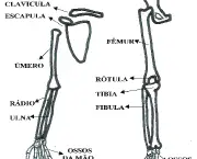 ossos-do-corpo-humano-11