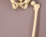 ossos-do-corpo-humano-5