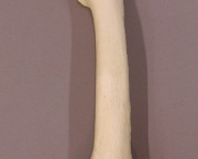 ossos-do-corpo-humano-6