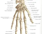 ossos-do-corpo-humano-9