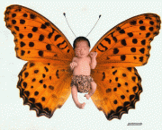 papel-de-parede-de-borboleta-9