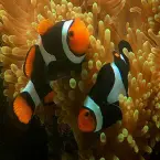 peixes-coloridos-1
