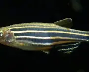 peixes-coloridos-4