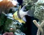 peixes-coloridos-8