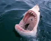 por-que-os-tubaroes-nos-atacam-6