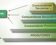 Relacao entre os Produtores Consumidores e Decompositores (13)