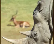 chifre-de-rinoceronte.png