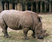 close-rinoceronte.jpg
