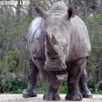 rinoceronte-1.jpg