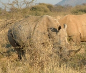 rinoceronte-3.jpg